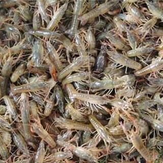 青蝦批發(fā) 16元/斤價(jià)格優(yōu)勢下的日用百貨銷售新機(jī)遇